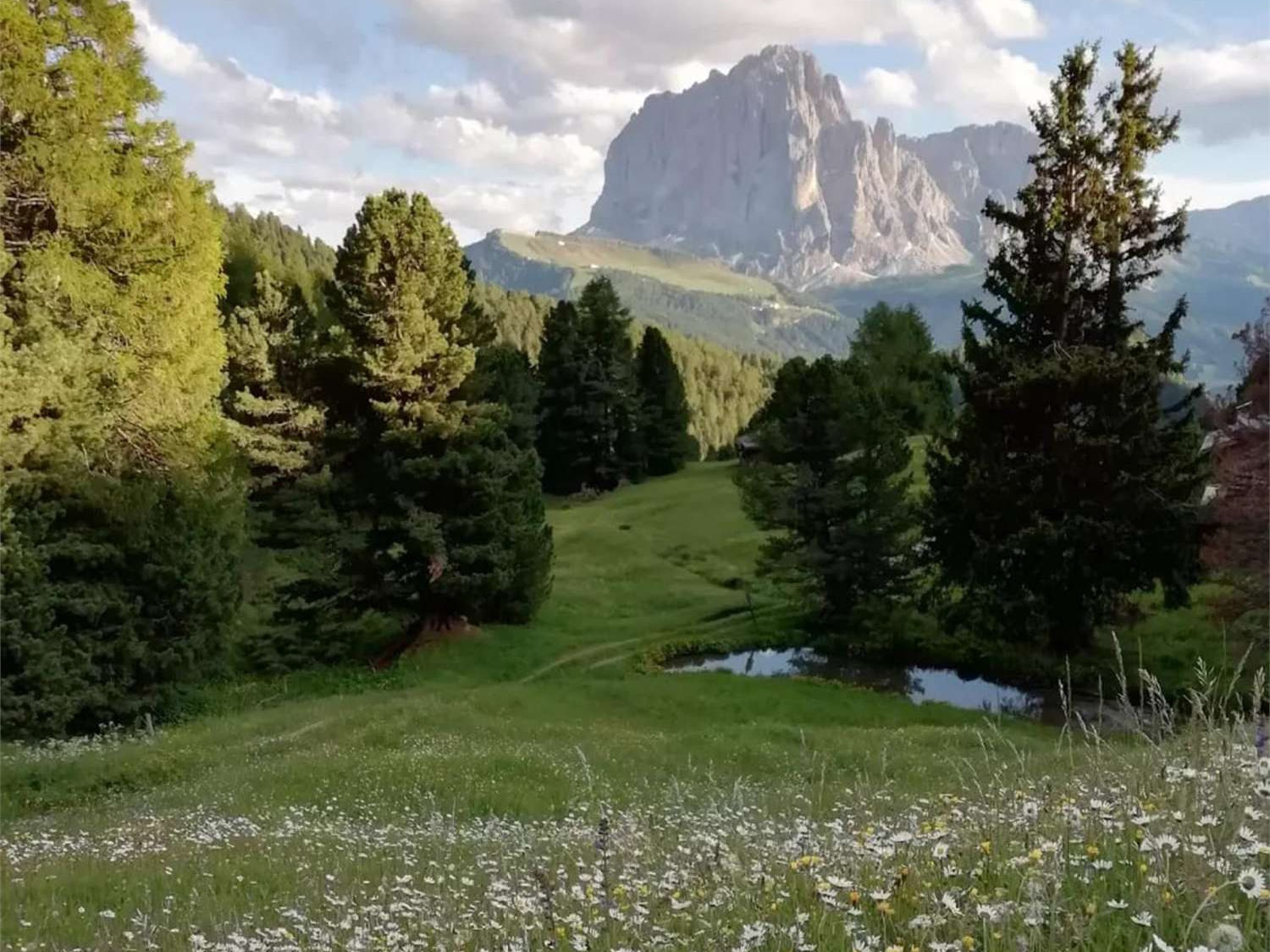 our alpine pasture