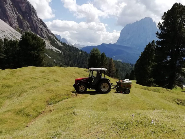 alpine pasture