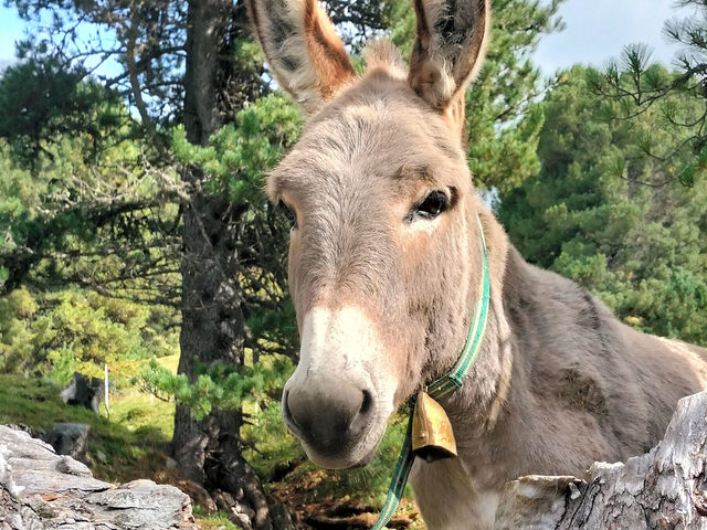 donkey Rocky